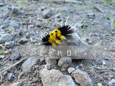 人去世新農(nóng)合交了怎么繼承辦(新農(nóng)合人員去世怎么辦)