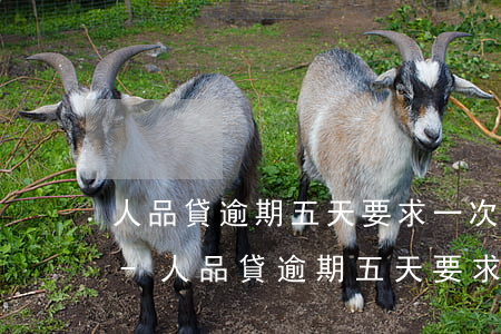 人品貸逾期五天要求一次性結(jié)清-人品貸逾期五天要求一次性結(jié)清怎么辦