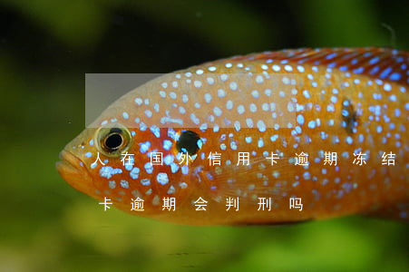人在国外信用卡逾期冻结怎么办(外国人信用卡逾期会判刑吗)