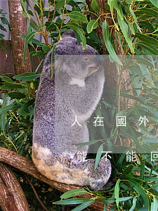人在國外 信用卡逾期(人在國外信用卡逾期還能不能回國了)