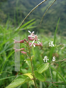 人壽保險存8萬得20萬能逾期嗎-人壽保險存8萬得20萬能逾期嗎多少錢
