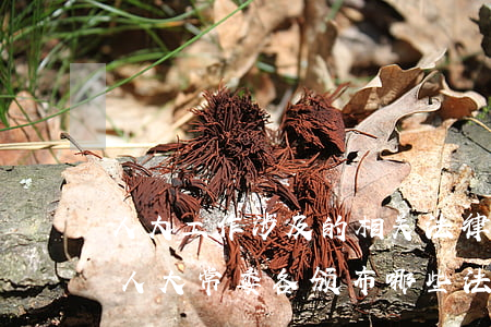 人大工作涉及的相关法律法规(全国人大和人大常委各颁布哪些法律)