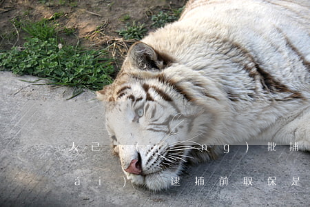 人已經(jīng)批捕還能取保出來(lái)嗎(逮捕前取保是不是就不批捕了)