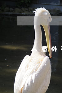 人意外死亡信用卡欠的錢(qián)怎么辦-