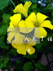 人死了信用卡欠款用家屬償還嗎-人死了沒有遺產(chǎn)信用卡欠款用家屬償還嗎