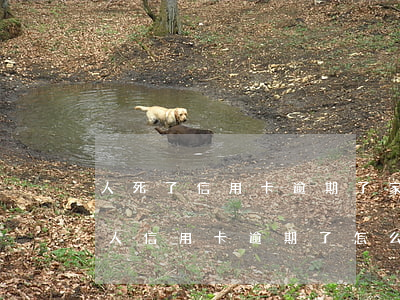 人死了信用卡逾期了家属用不用偿还（过世的人信用卡逾期了怎么办）