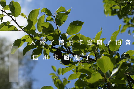 人死了信用卡逾期了拍賣房子還行嗎（人死了信用卡逾期了）