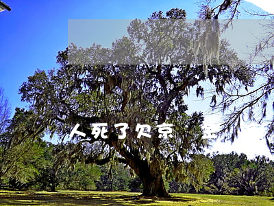 人死了欠京東金條(京東金條欠多少起訴)