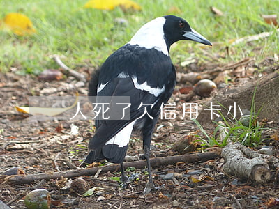 人死了欠信用卡小貸錢怎么辦