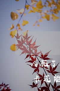 人死了欠的小额信用卡(人死了欠的小额信用卡还能用吗)