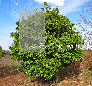 人死了欠的微粒貸怎么辦