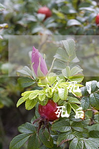 人死了欠網(wǎng)貸信用卡怎么還(人死后網(wǎng)貸信用卡還需要還嗎)