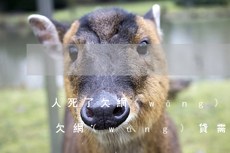 人死了欠網(wǎng)貸怎么處理(人死了欠網(wǎng)貸需要還嗎)
