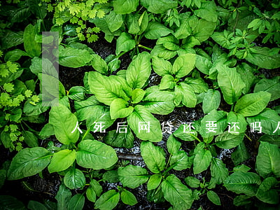 人死后网贷还要还吗(人死了 网贷还需要还吗)