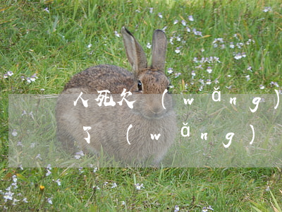 人死欠網(wǎng)貸的錢還用還嗎(人死了網(wǎng)貸還要還嗎?)