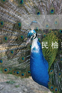 人民檢察院在刑事訴訟中有哪些權力層級?