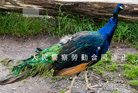 人民警察勞動合同終止