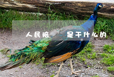 人民陪審員是干什么的