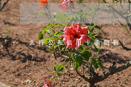 人行公布信用卡逾期數(shù)據(jù)