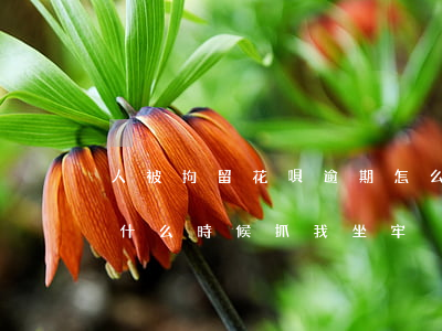人被拘留花唄逾期怎么辦(信用卡花唄逾期了什么時候抓我坐牢)