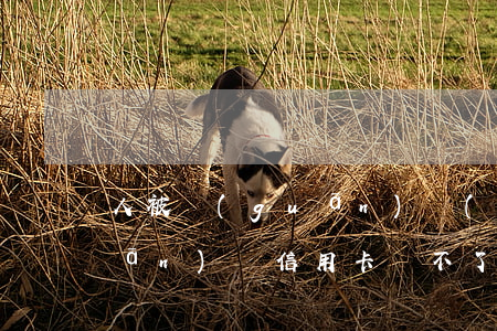 人被關(guān)進(jìn)監(jiān)獄信用卡還不了被起訴-人被關(guān)進(jìn)監(jiān)獄信用卡還不了被起訴怎么辦