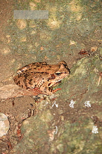 人身保險(xiǎn) 不適用損失補(bǔ)償原則