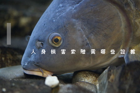 人身損害索賠需哪些證據(jù)