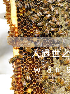 人過世之后欠的網(wǎng)貸(欠了網(wǎng)貸人死了家人還要還嗎)