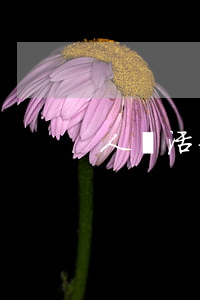 人還活著能繼承房產(chǎn)嗎