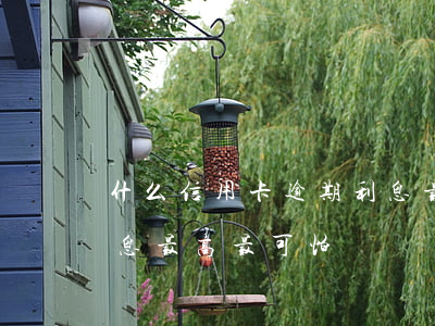 什么信用卡逾期利息最高(什么信用卡逾期利息最高最可怕)