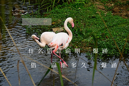 什么借款逾期會爆通訊錄(網(wǎng)上借錢逾期多久會爆通訊錄)