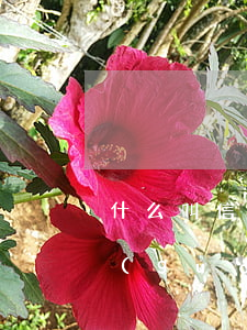 什么叫信用卡逾期了（信用卡逾期了還能越過(guò)紅線嗎）