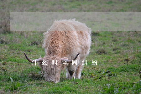 什么叫合同糾紛