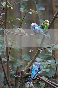 什么叫委托人(什么叫委托人和被委托人)
