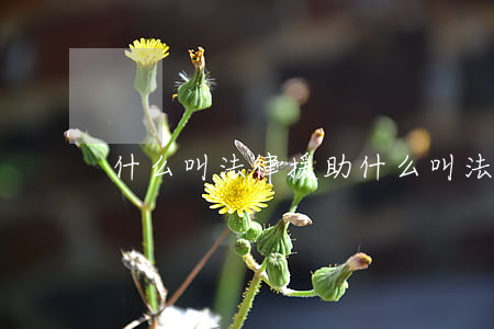 什么叫法律援助(什么叫法律援助人員)