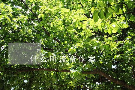 什么叫流竄作案