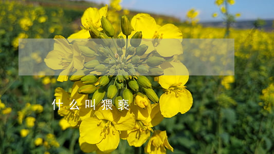 什么叫猥褻