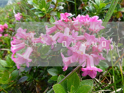 什么叫貸款逾期還款