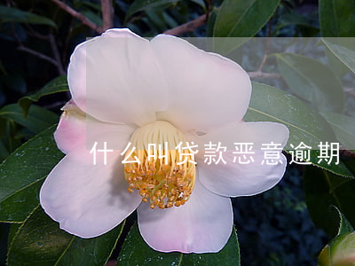什么叫贷款恶意逾期