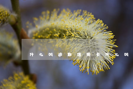 什么叫逾期信用卡(什么叫逾期信用卡申請)