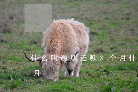 什么叫逾期还款3个月(什么叫逾期还款3个月)