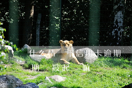 什么情況下信用卡逾期會被起訴（中信用卡逾期會被起訴嘛）
