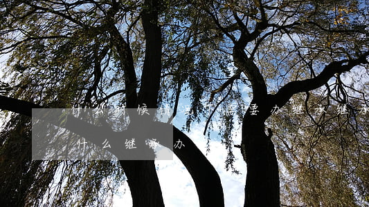 什么时候情况下需要办继承(继承开始后,按照什么继承办理)