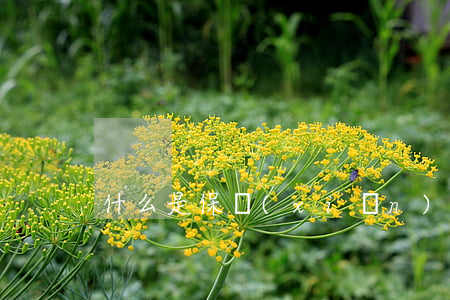 什么是保險(xiǎn)代理合同糾紛