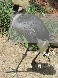 什么是信用卡嚴(yán)重逾期（所有大額信用卡逾期后）