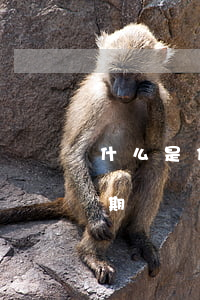 什么是信用卡惡意逾期（什么是信用卡惡意逾期）
