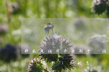 什么是信用卡逾期十萬(信用卡10萬逾期一個(gè)月利息)