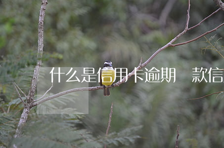 什么是信用卡逾期還款（信用卡逾期背后的金額）
