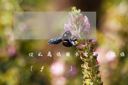 什么是信用卡逾期還款（信用卡逾期還款收費(fèi)）
