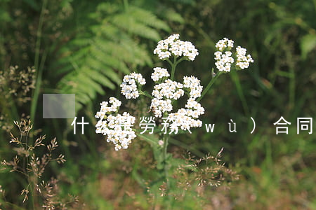 什么是勞務(wù)合同(勞務(wù)合同)